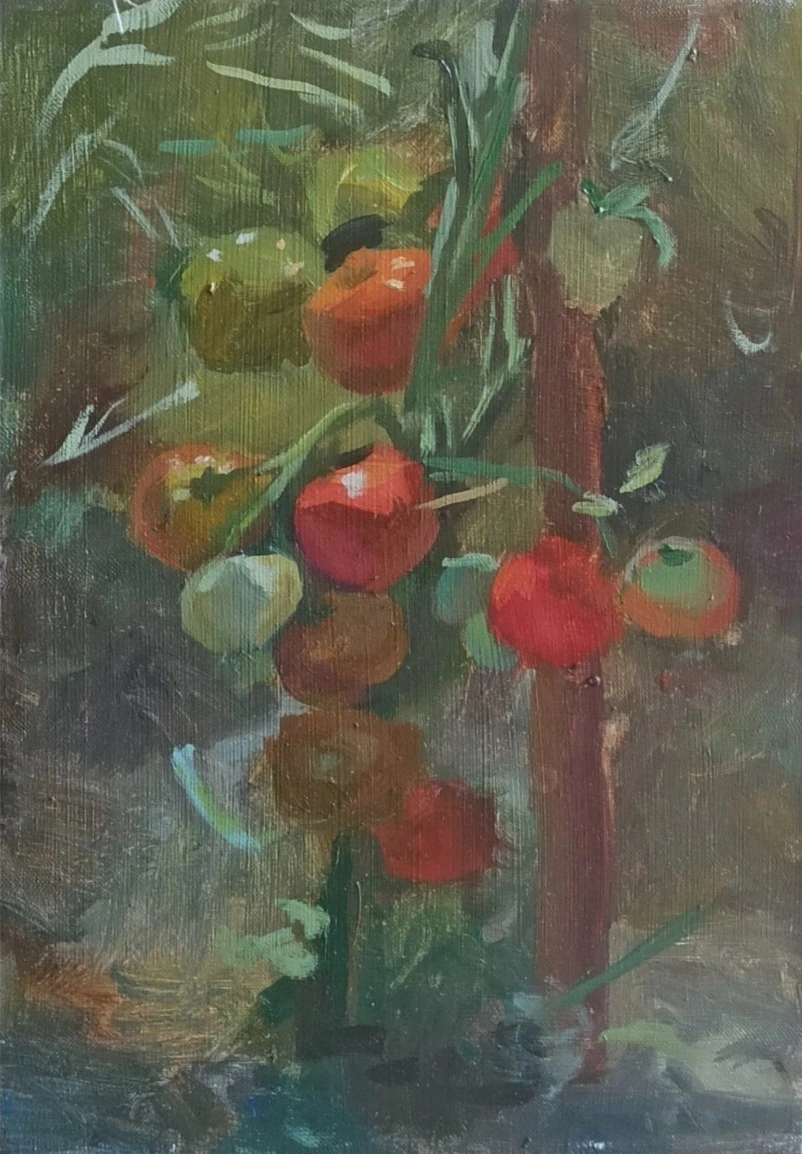 tomatoes in the greenhouse